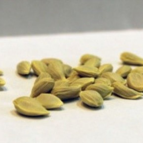 SEEDS - DWARF MEYER Lemon Tree